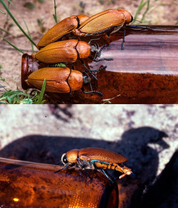 Multiple Julodimorpha bakewelli attempt to mate with stubby bottles